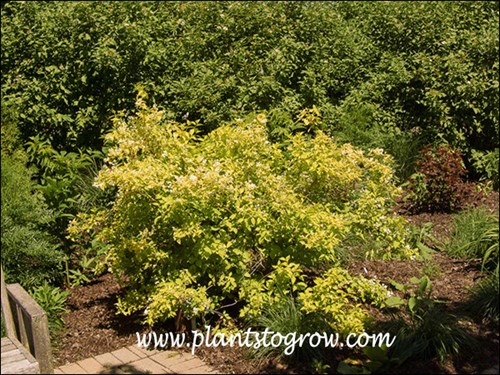 Golden Mock Orange ( philadelphus coronarius aureus) 
Adds a nice bright spot in the spring garden.